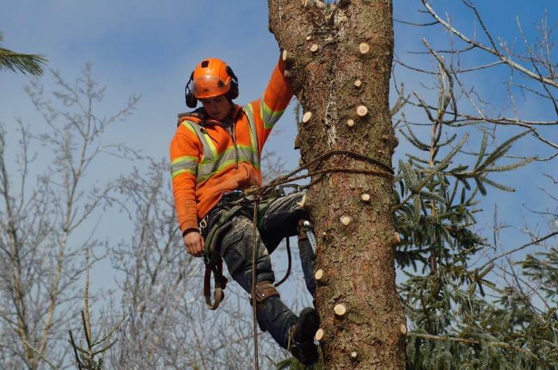 Matt Beckett cutting tree