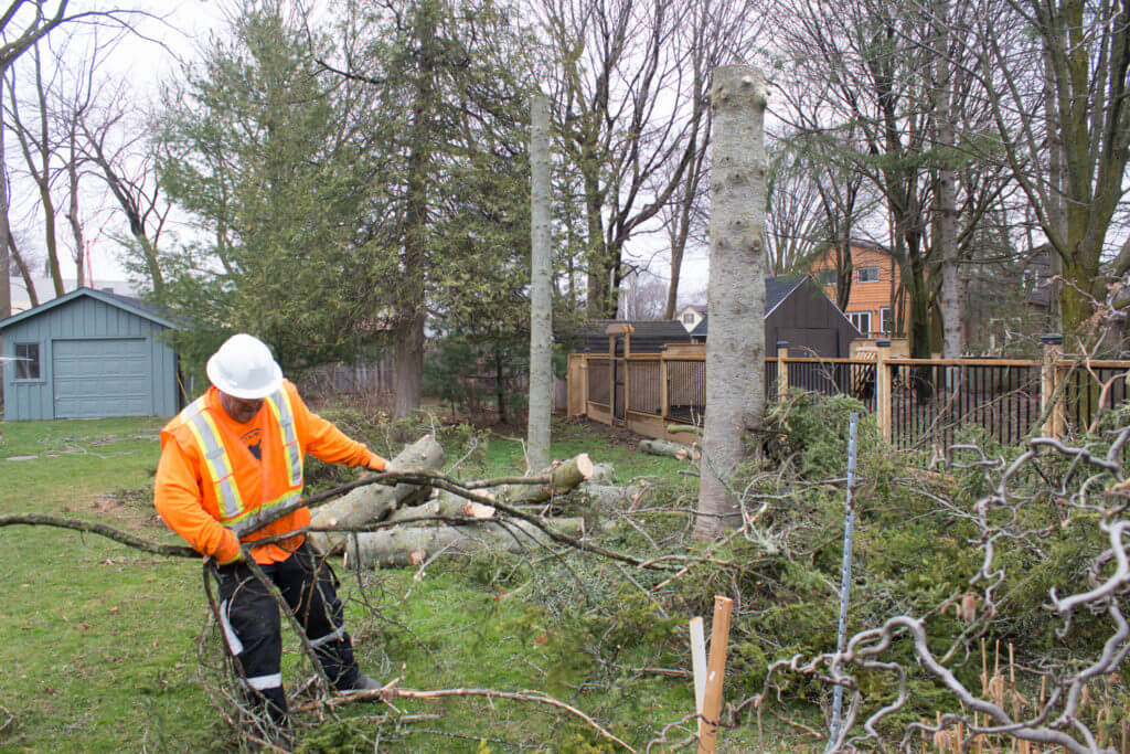Owen Sound Tree Removal